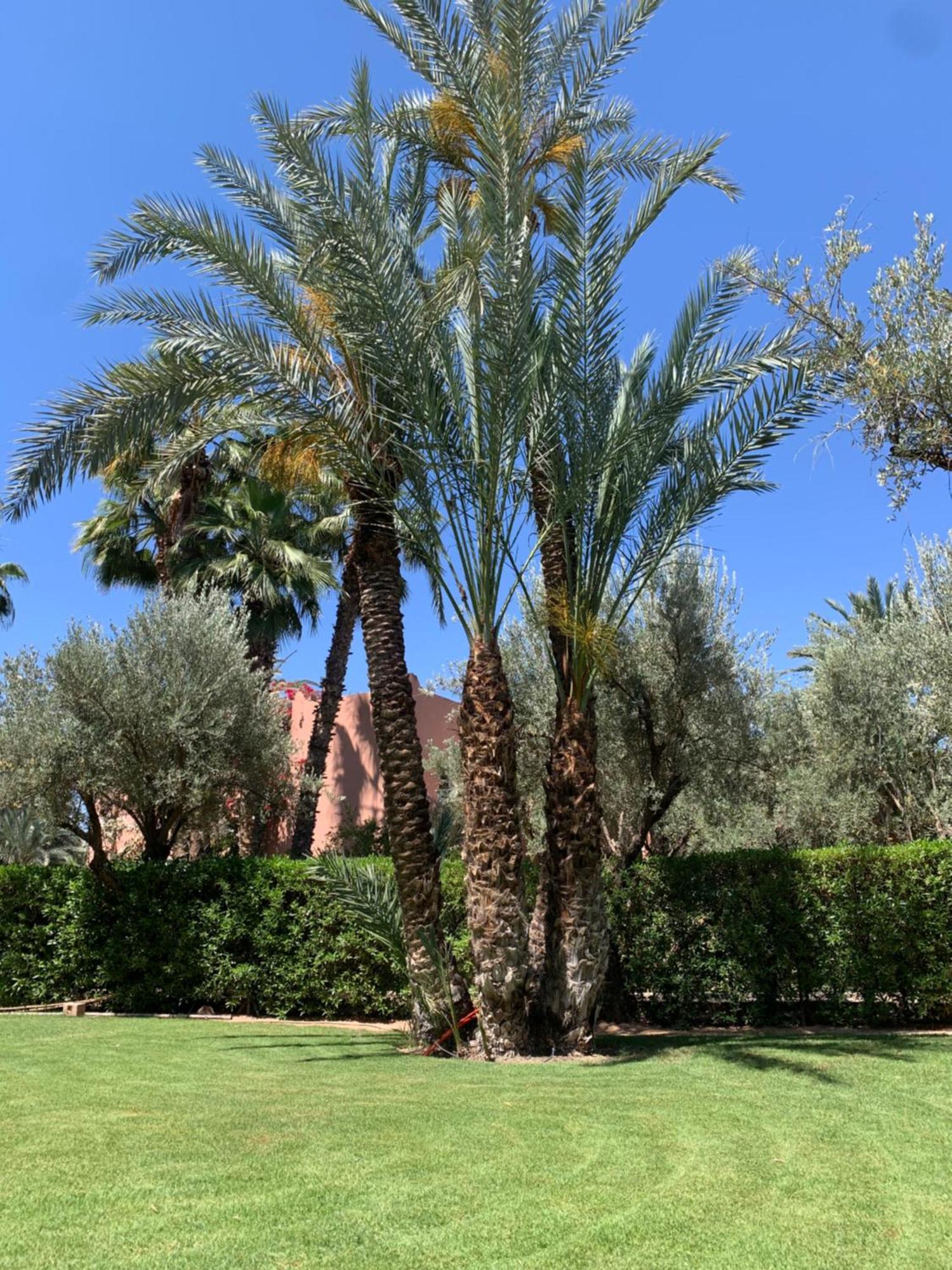 Villa Avec Piscine Privatisee A La Palmeraie Marrakesh Eksteriør bilde