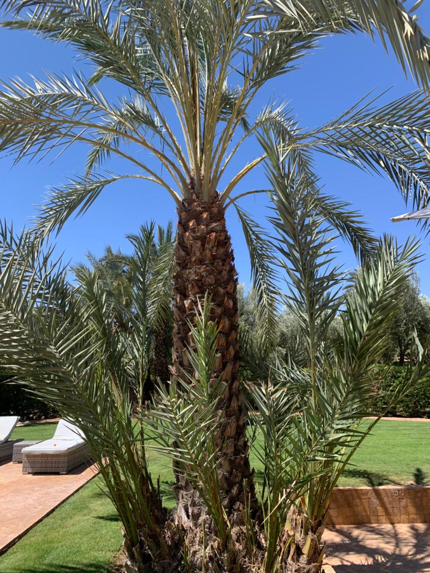 Villa Avec Piscine Privatisee A La Palmeraie Marrakesh Eksteriør bilde